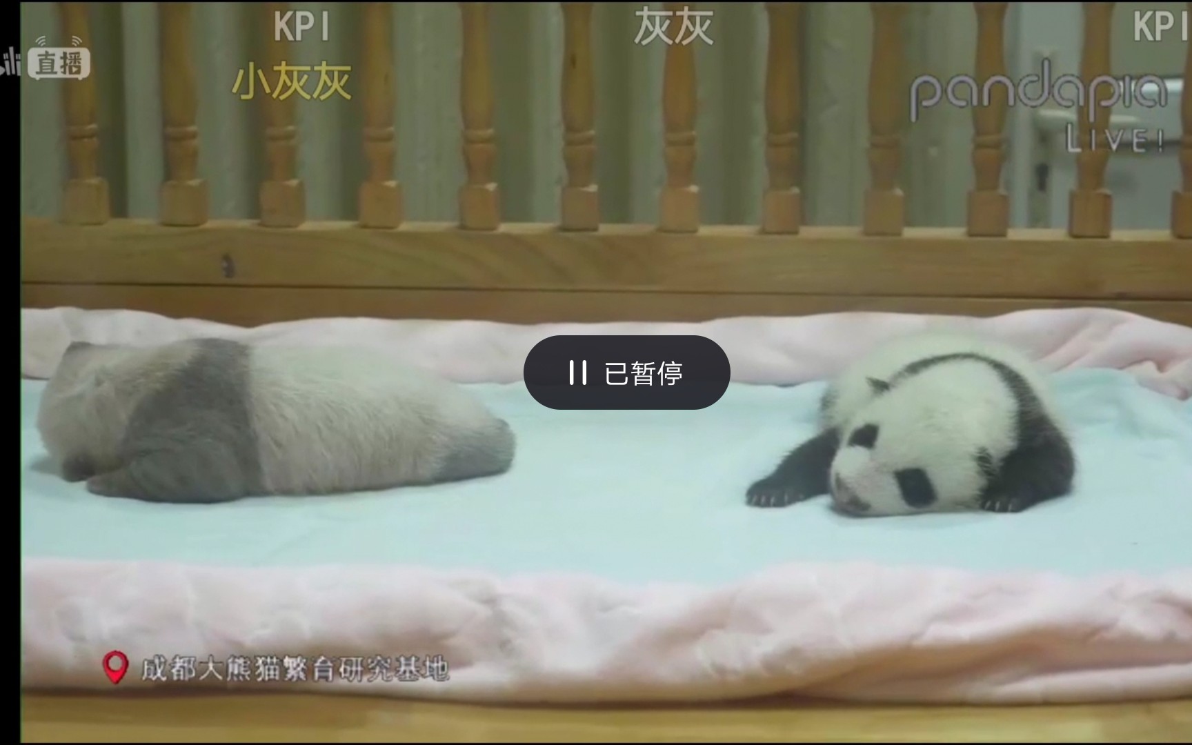 [图]【大熊猫】绩效（kpl） 成风 同框 kpl真的太胖了！！ pandapia20190720直播录屏