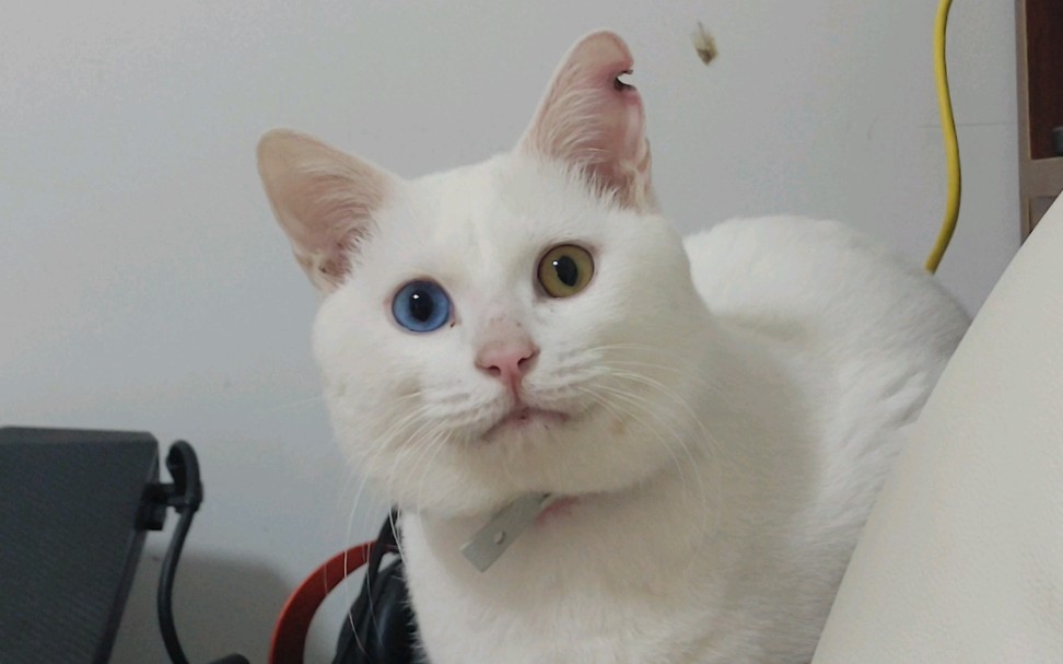 蓝色异瞳流浪猫