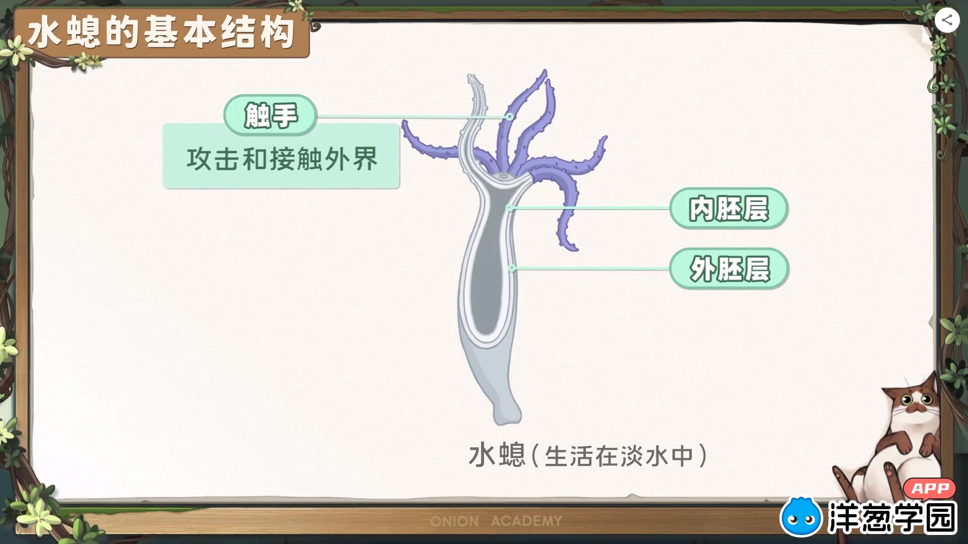 【200集】少儿科普启蒙生物百科全书,认识动物种类哔哩哔哩bilibili