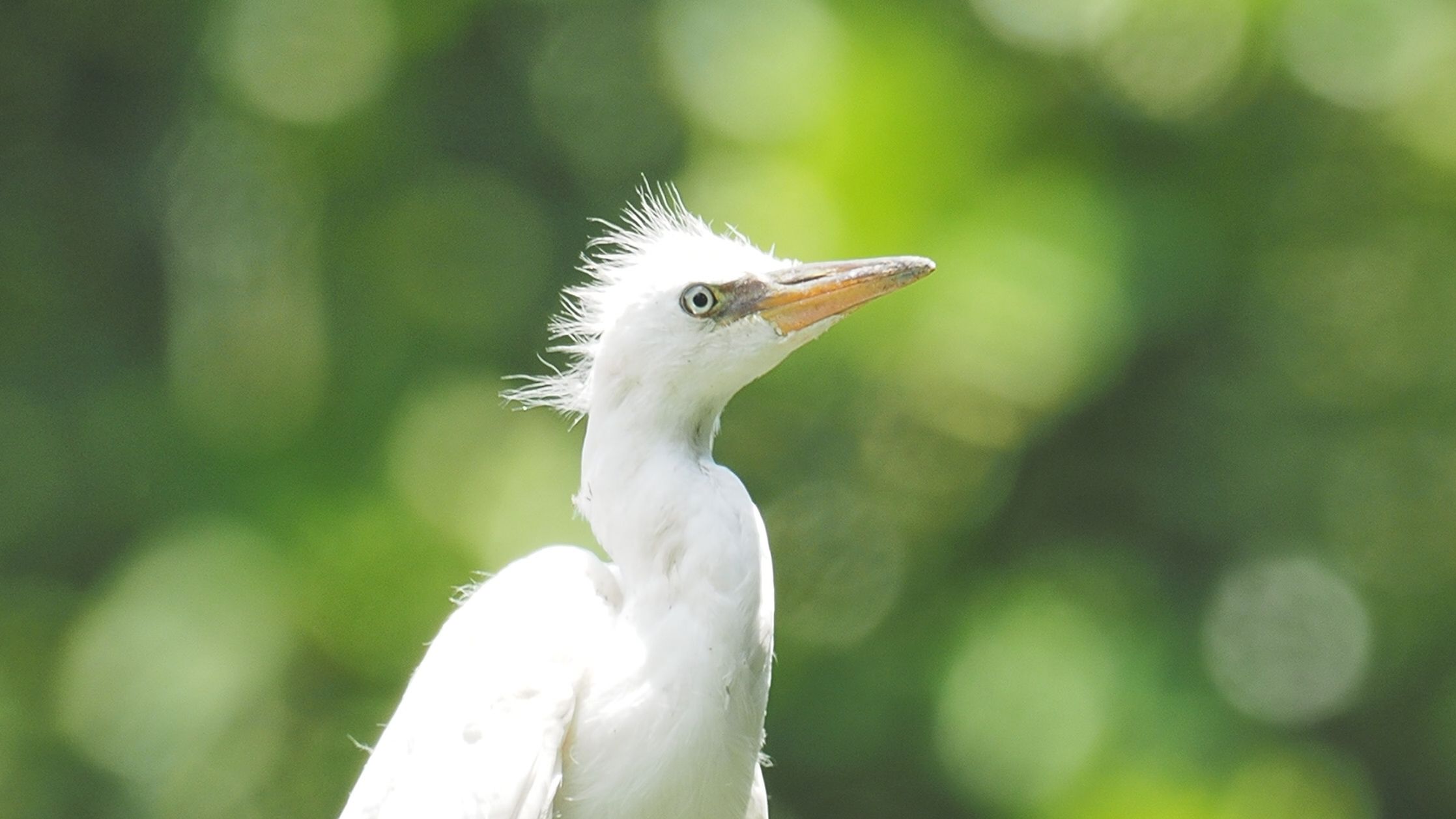 【牛背鹭】这是牛背鹭宝宝呢,还是小白鹭宝宝