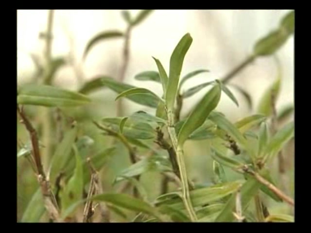 石斛种植技术 石斛种植一点通 如何栽培石斛教程哔哩哔哩bilibili