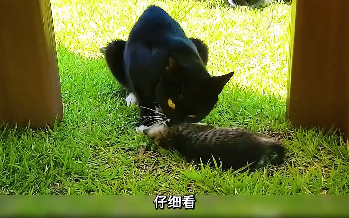 [图]哭泣着想要求助，谁能救救自己的猫宝宝，后来把自己的猫宝宝吃了