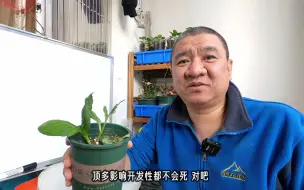 盆栽绣球小嫩苗子，冻伤以后怎么办？