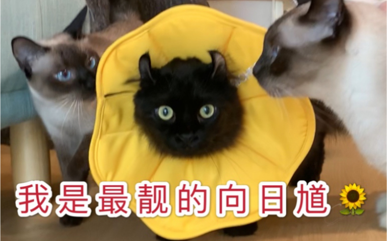 【catus猫咪日常】黑猫戴上伊丽莎白圈后竟众叛亲离哔哩哔哩bilibili