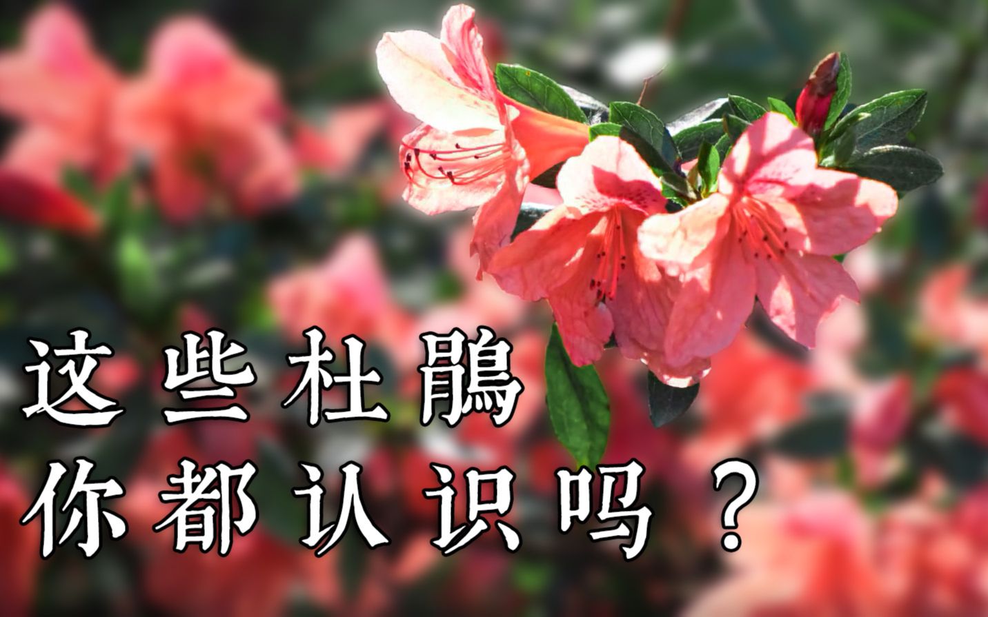 植物科普|vol.01这些杜鹃花你都认识吗?(上)哔哩哔哩bilibili