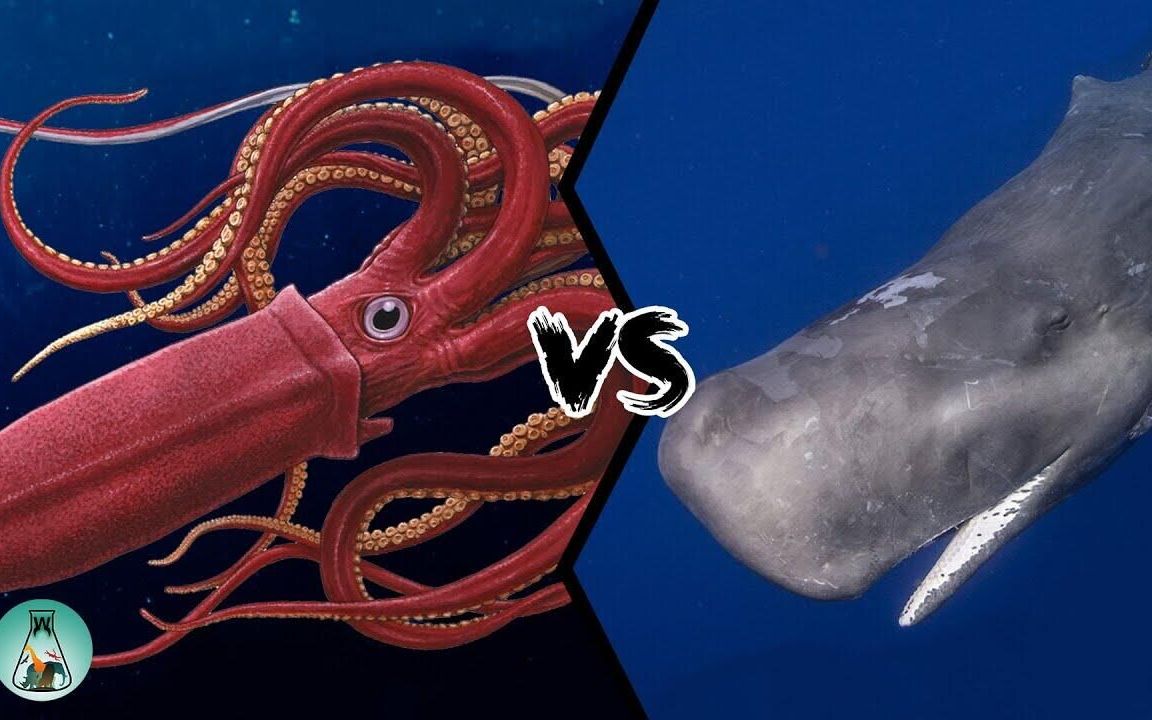 巨型鱿鱼vs金刚图片