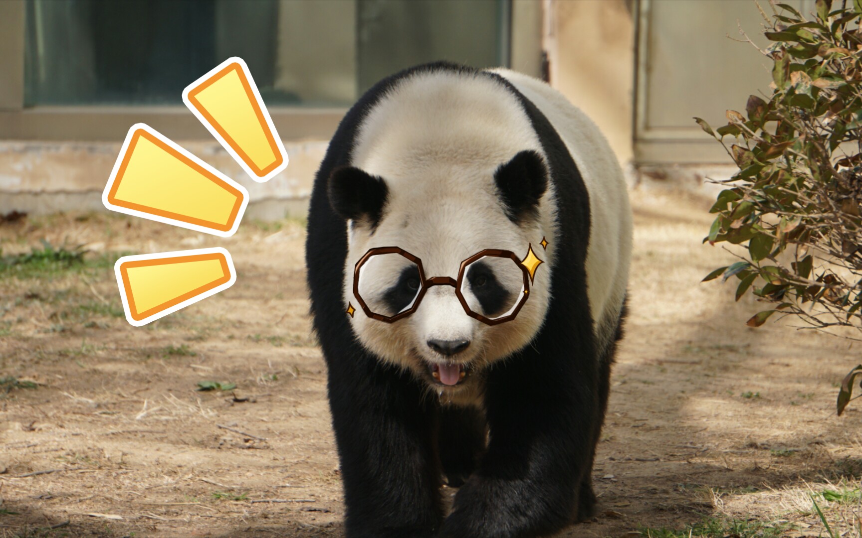 【大熊猫贝贝】转圈圈