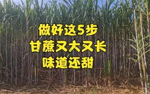 Download Video: 广西农村妹教你如何种甘蔗！做好这5点，种出来的甘蔗又黑又甜！