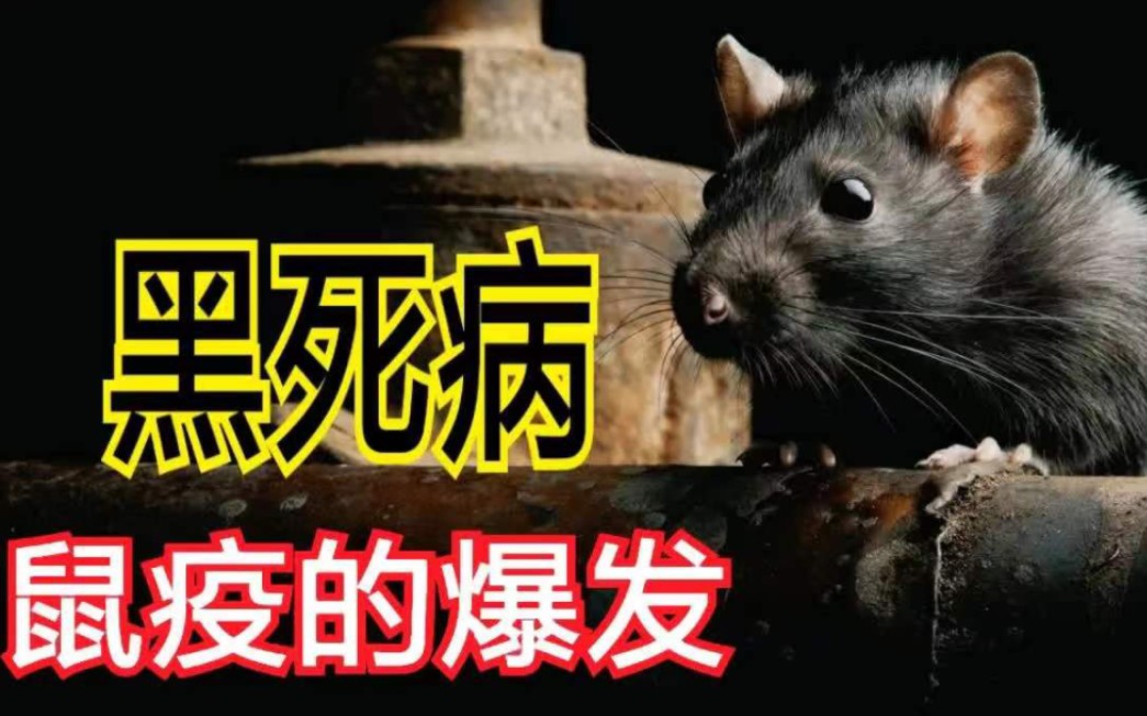 鼠疫是如何传染的?黑死病从未远离人类!在历史上造成了多大的影响!