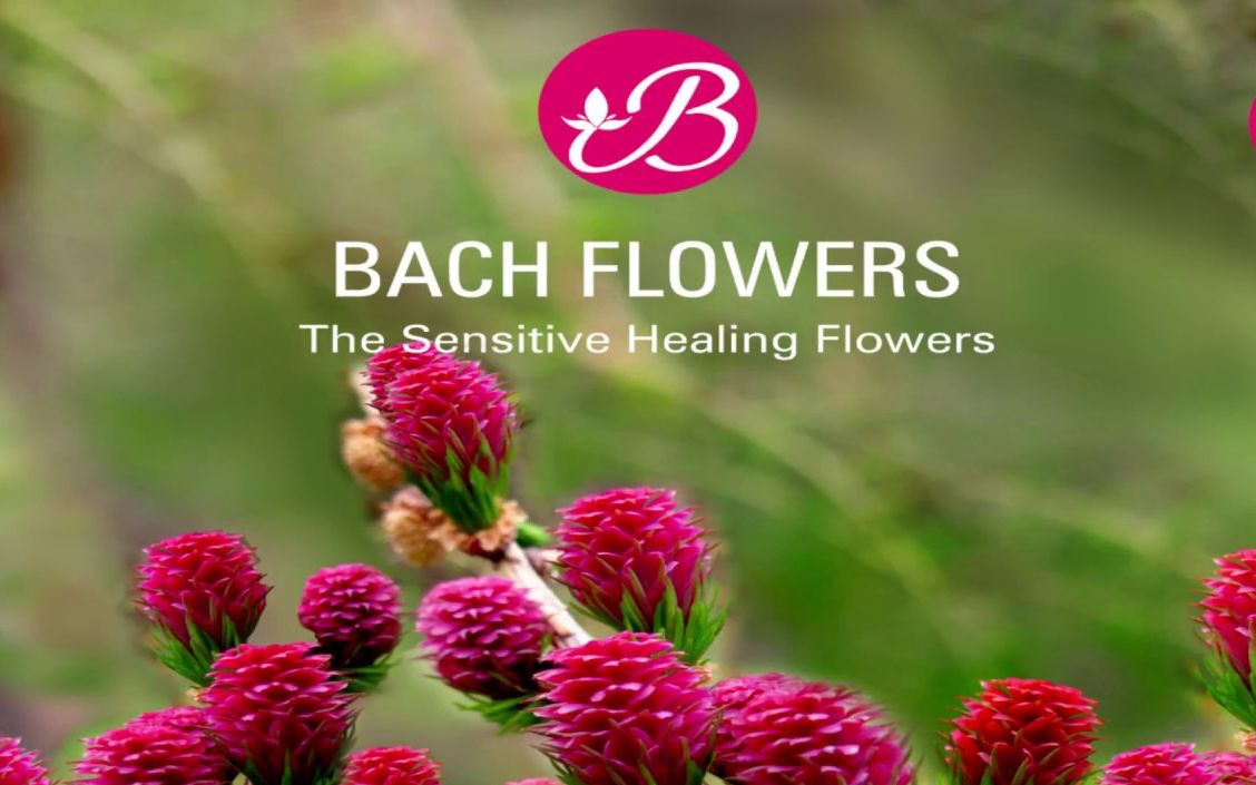 【39P】巴赫花精合集(38种花草 + 1种急救)Bach Flowers疗愈哔哩哔哩bilibili