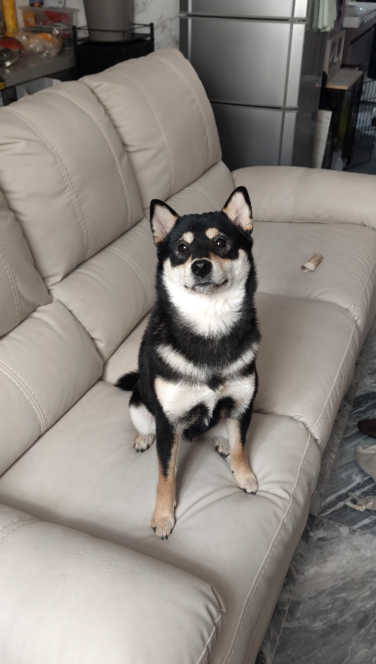 展示一下黑柴的蝴蝶型胸花_哔哩哔哩_bilibili