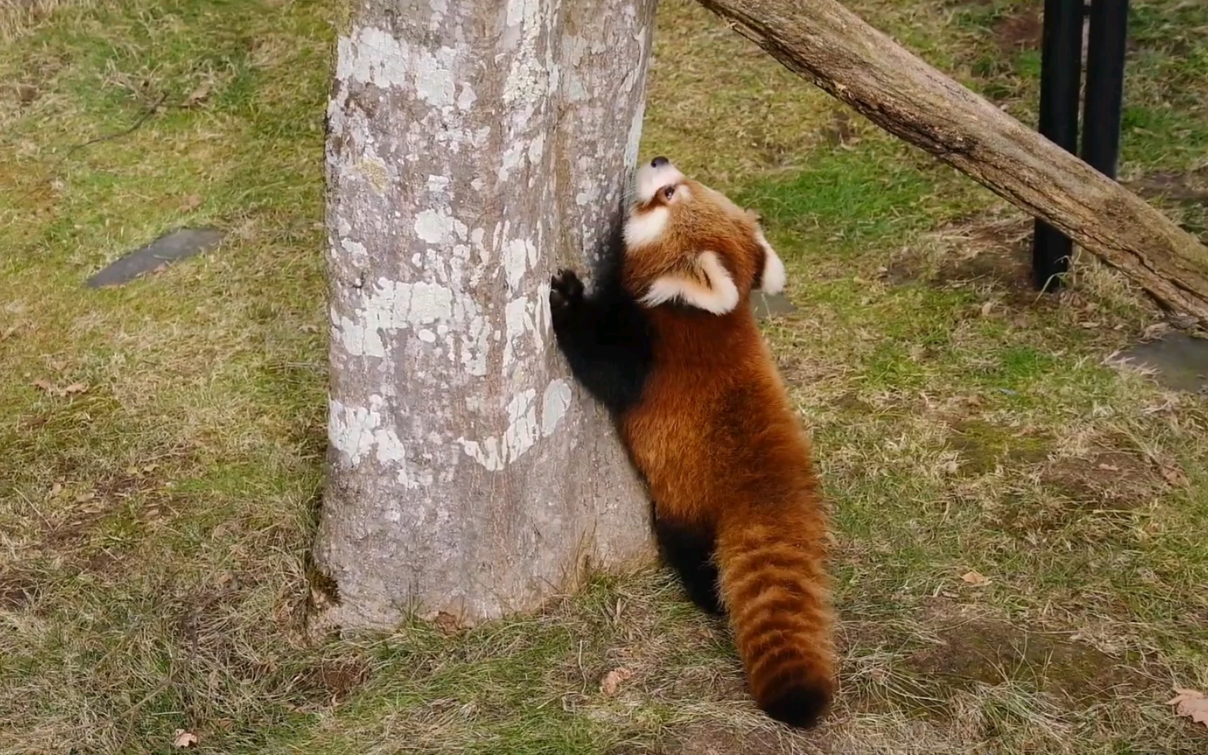 活动作品小熊猫爬不上树的小煤气罐