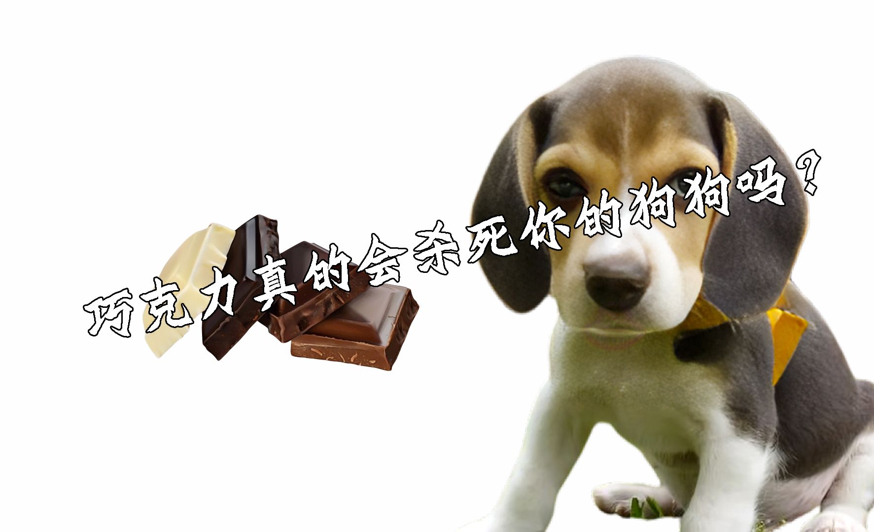 巧克力真的会杀死你的狗狗吗?可可碱是关键,可引发心脏病发作