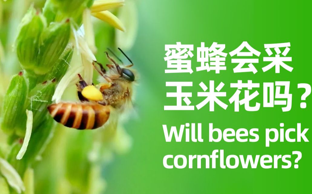 [图]勤劳可爱的小蜜蜂 The busy and lovely little bee