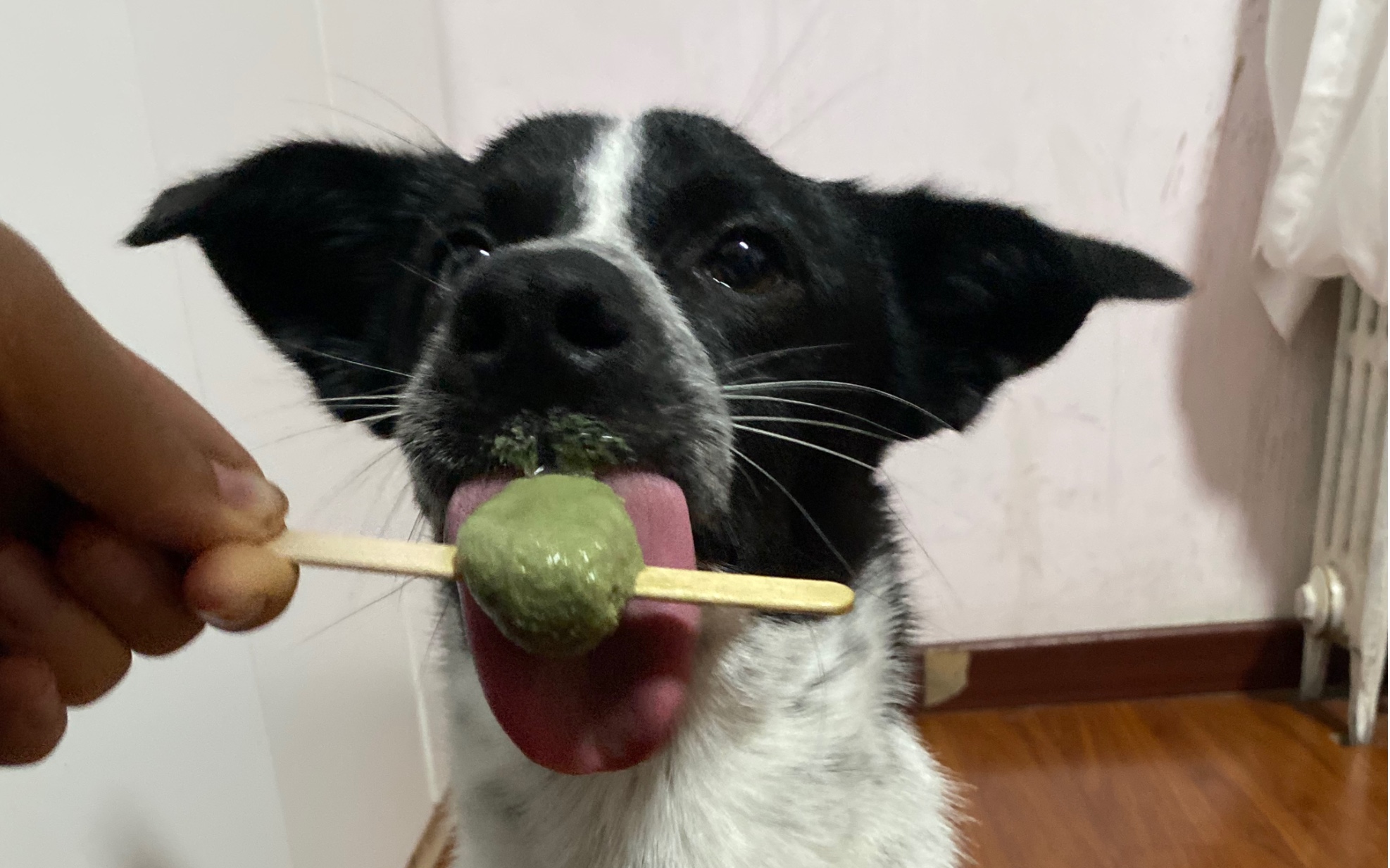 小狗狗沉浸式吃雪糕