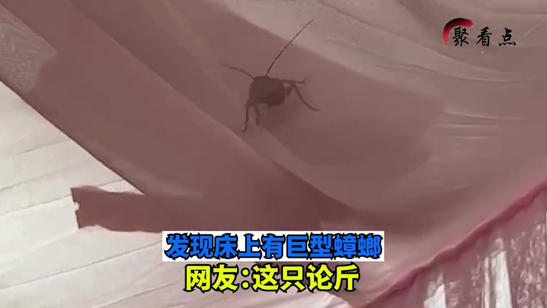 女子在家里睡觉,发现床上有巨型蟑螂,网友:这只论斤