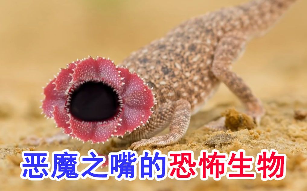 [图]3种拥有恶魔之嘴的恐怖生物，一个比一个奇葩，科普涨知识