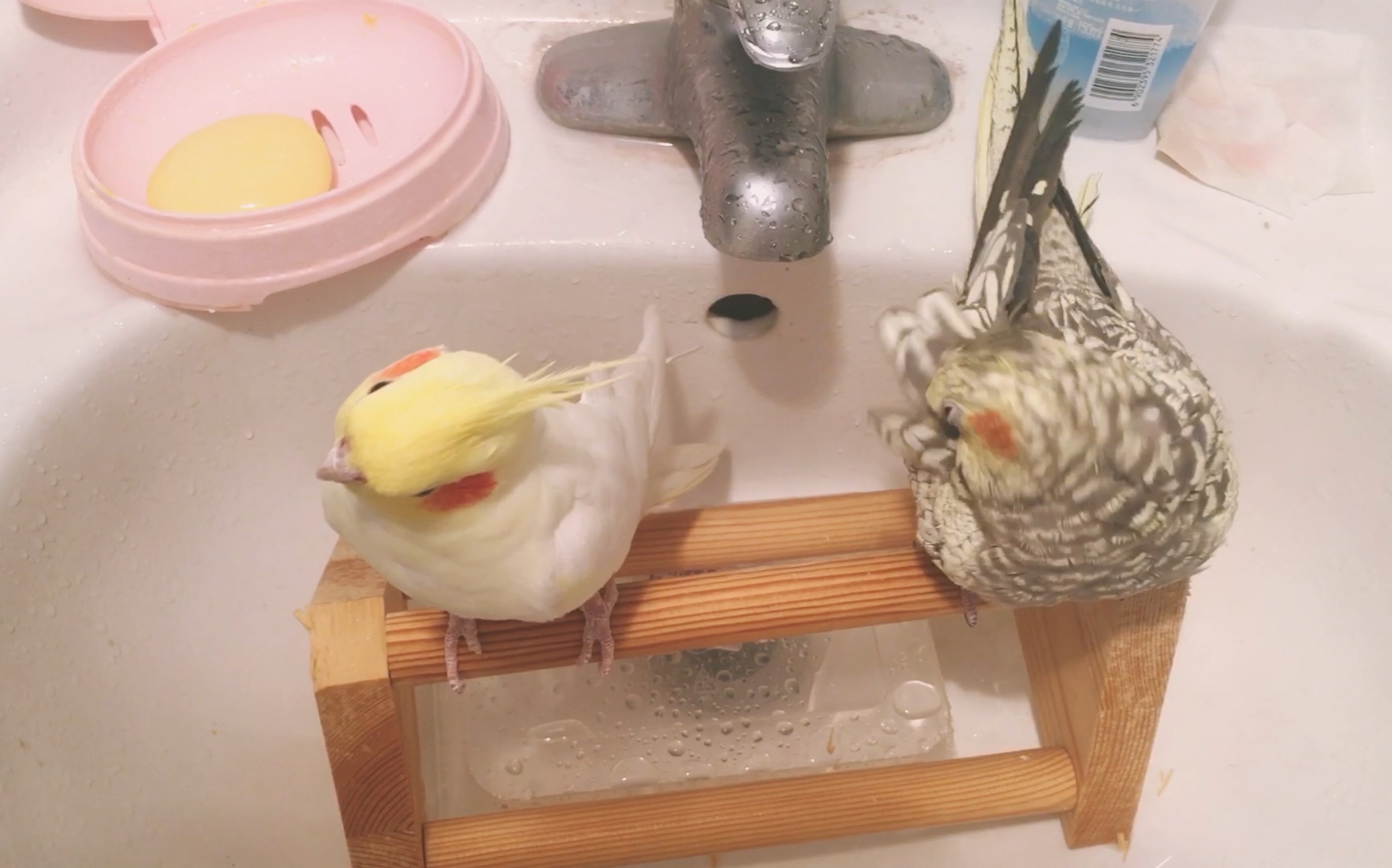 玄凤鹦鹉黄黄菠萝玄凤鹦鹉这样洗澡爱洗澡的好宝宝