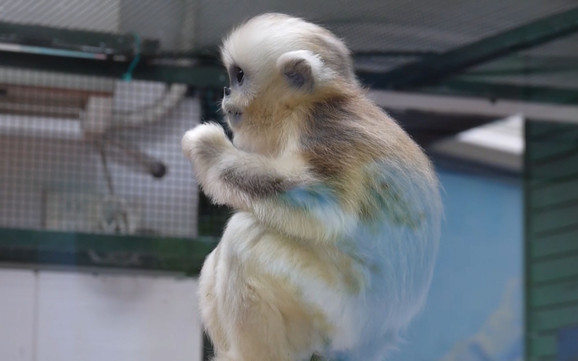 【金丝猴宝宝】超好看的侧颜