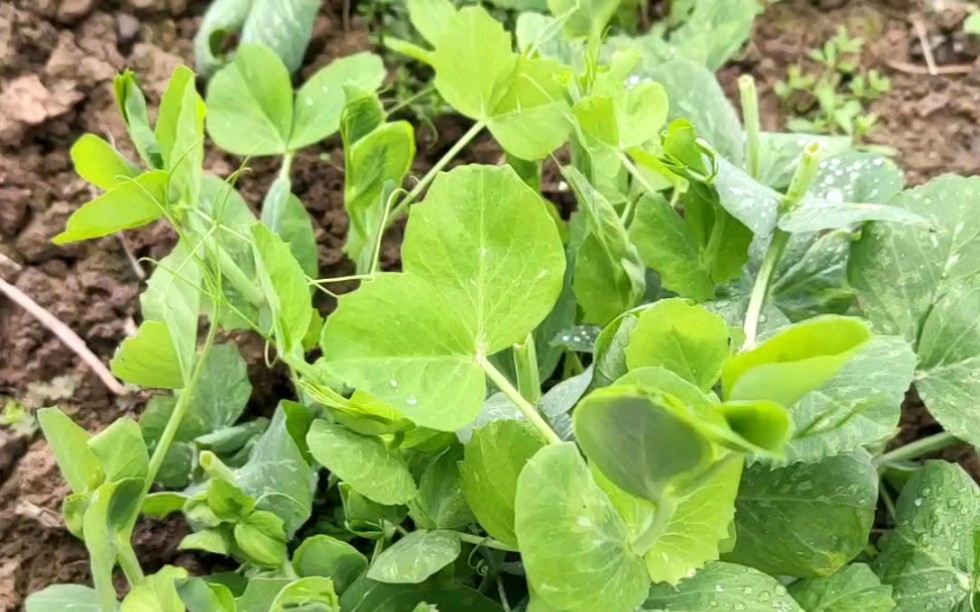 伊伊小课堂の四川一宝之"豌豆颠儿"