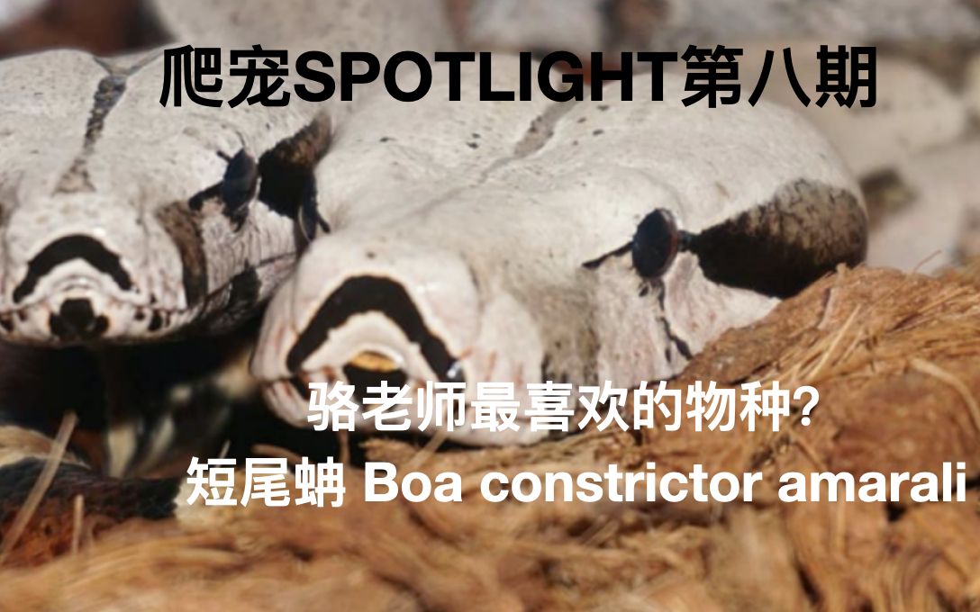 【爬行动物spotlight第八期】Boa constrictor amarali短尾蚺哔哩哔哩bilibili