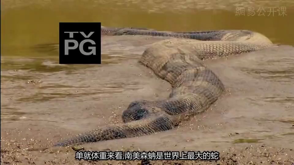 [图]中文字幕《水蟒-巨蛇女王 Anaconda-Queen of the serpents》