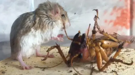 用大一点的鼠就能秒sia的可以歇歇了ykobei南方的老鼠吃这个体量昆虫