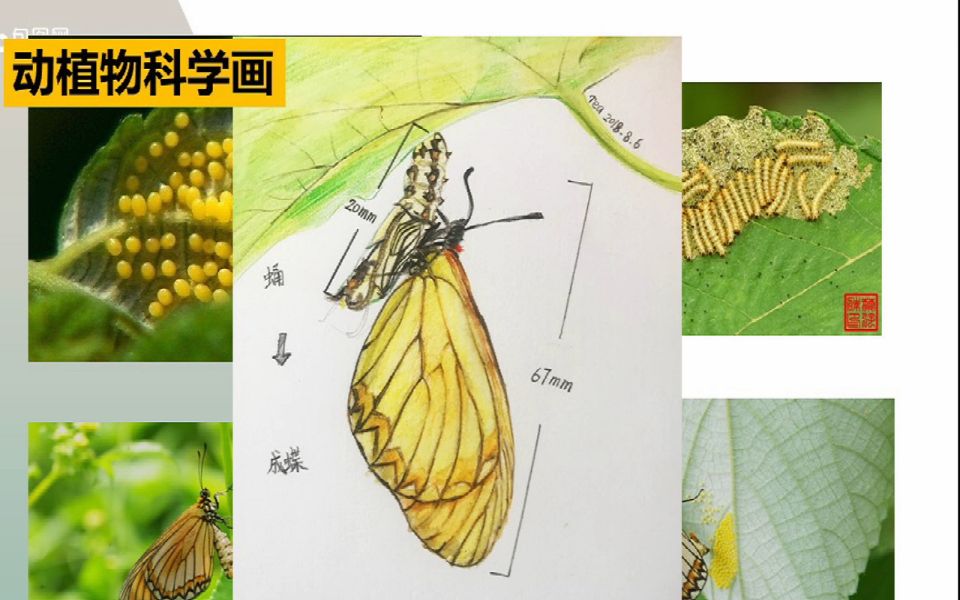 [图]自然笔记与科学绘画