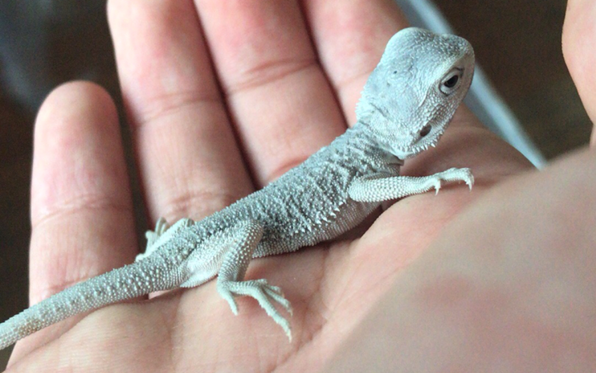 【企鹅】zero鬃狮蜥开箱!