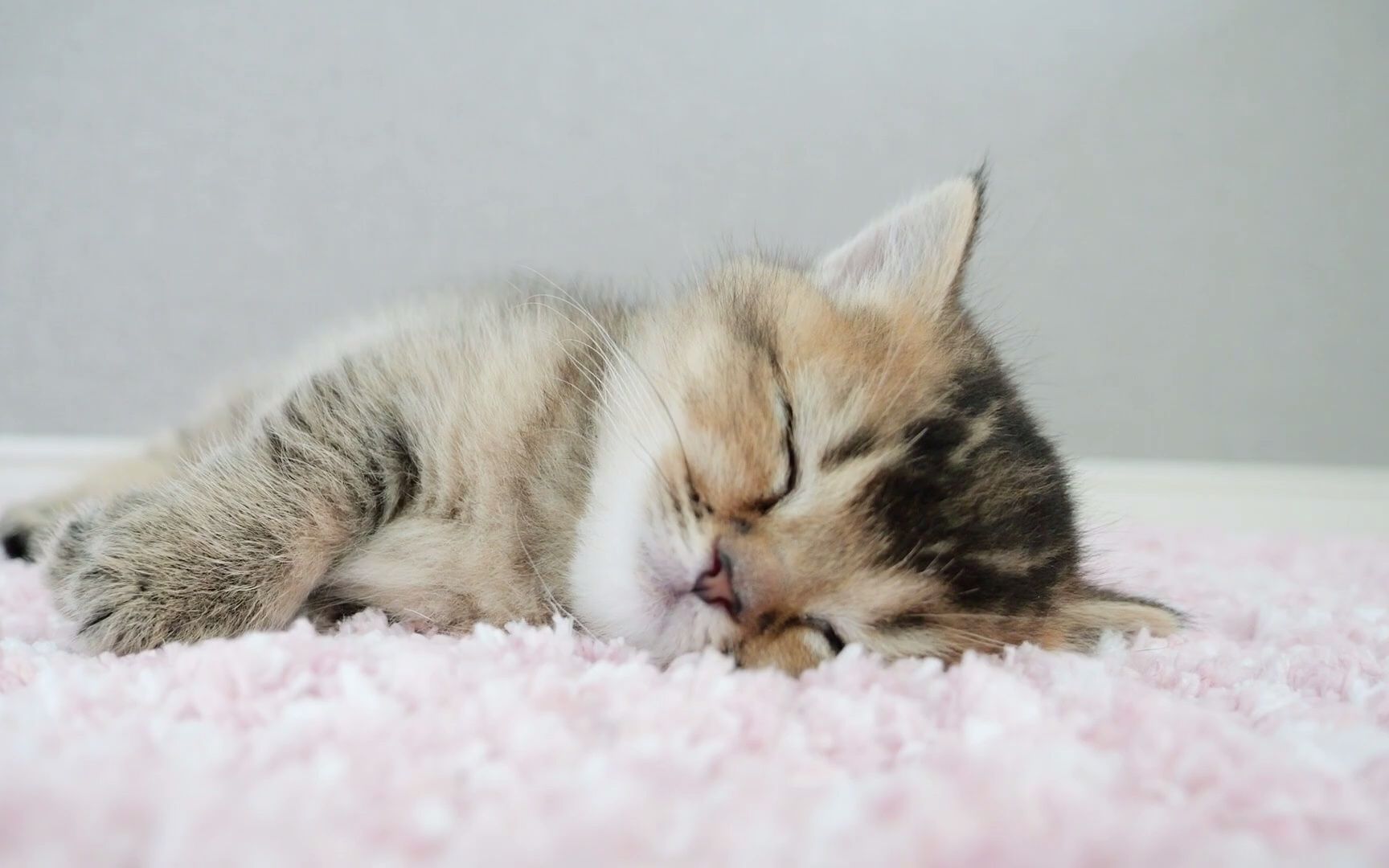 小奶猫成长记小奶猫成长记小猫琪琪睡觉的样子