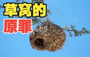 Download Video: 隐藏在鸟窝里的鹦鹉杀手