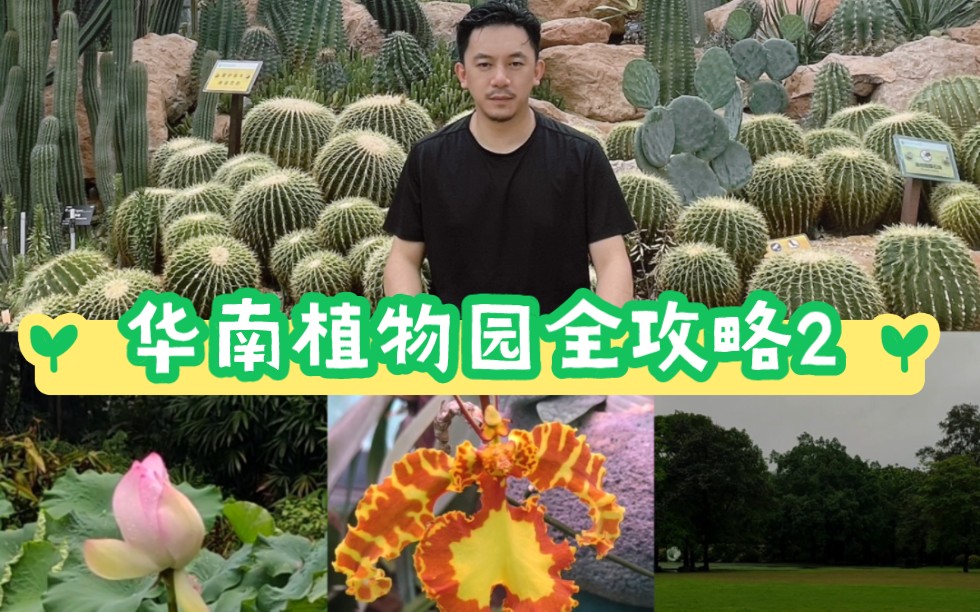 打卡华南植物园2 兰花 沙漠植物 棕榈园哔哩哔哩bilibili