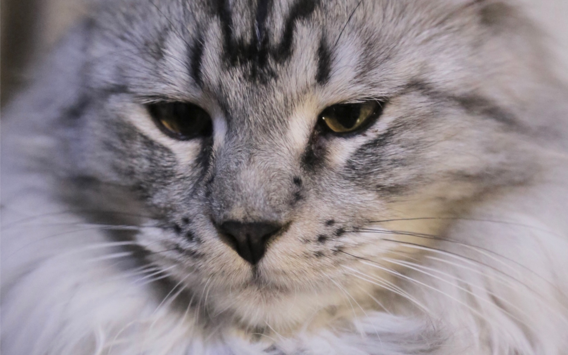 缅因猫leon苦追哥哥lion不成被嫌弃的一生