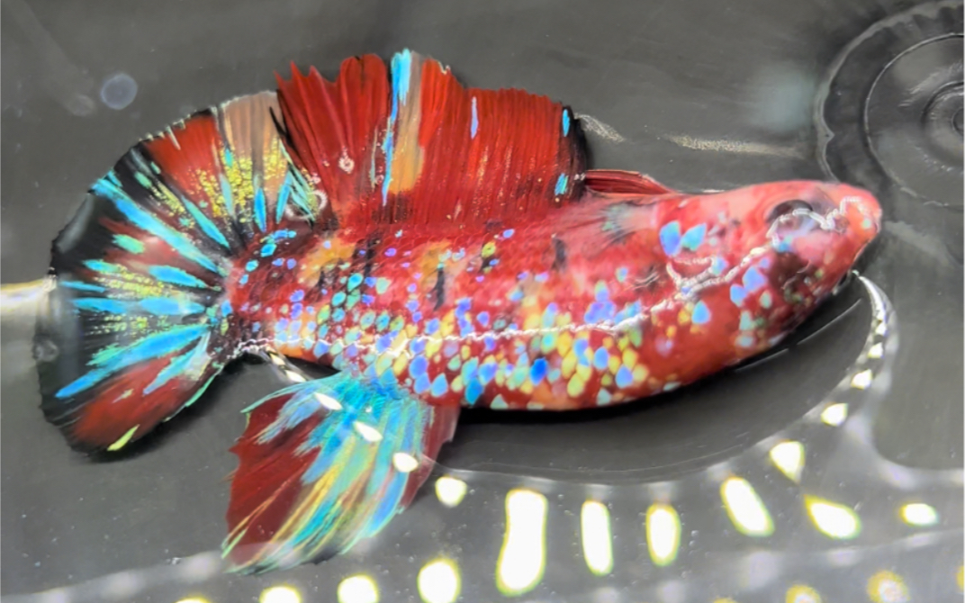 【暗黑水族】泰国斗鱼彩糖巨斗将军 7cm带金线 giant betta