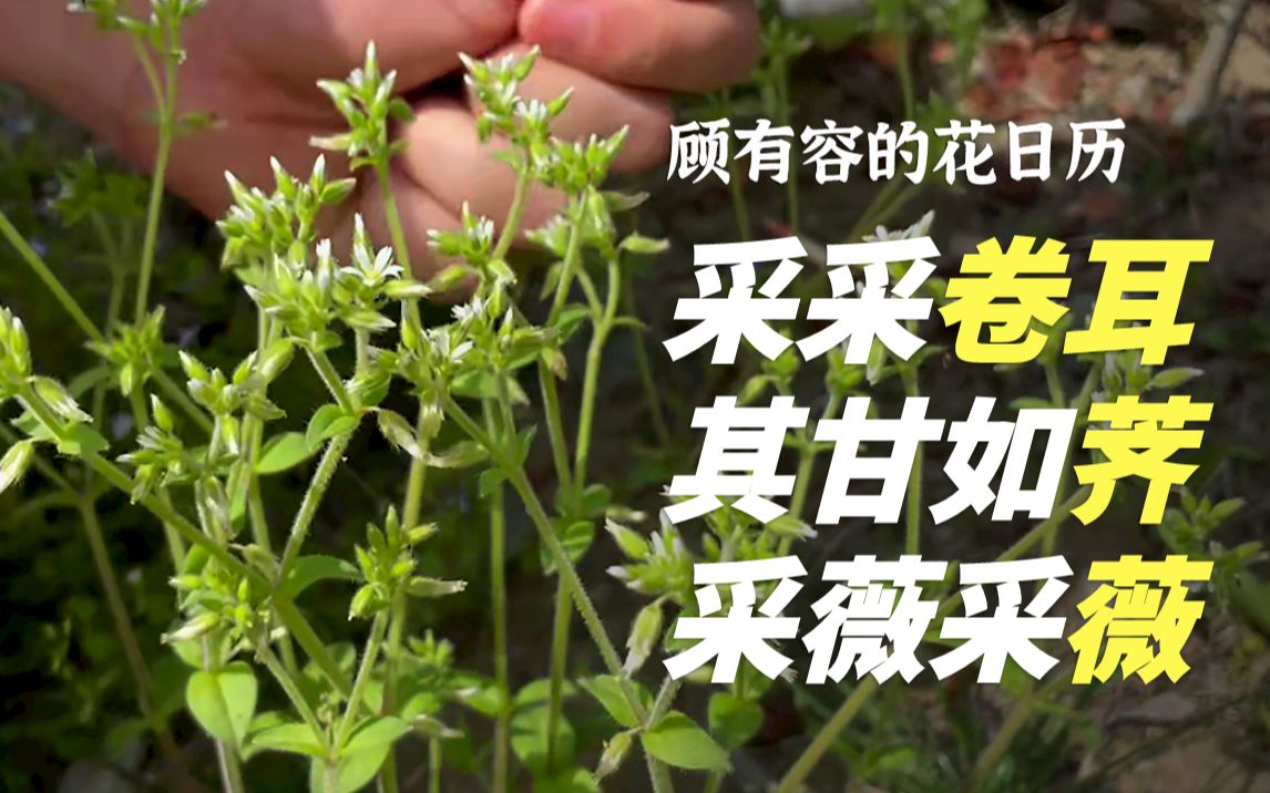 [图]点击就送《诗经》中的野菜全家桶：卷耳、荠菜、薇菜【顾有容的花日历】