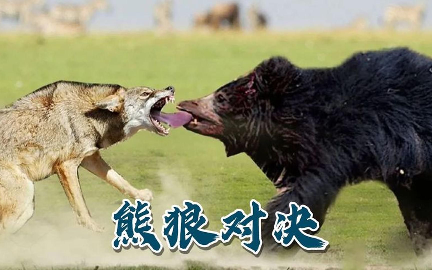 纪录片《对峙》,黑熊独战狼群,狼采用掏肛技法,黑熊靠树护住肛