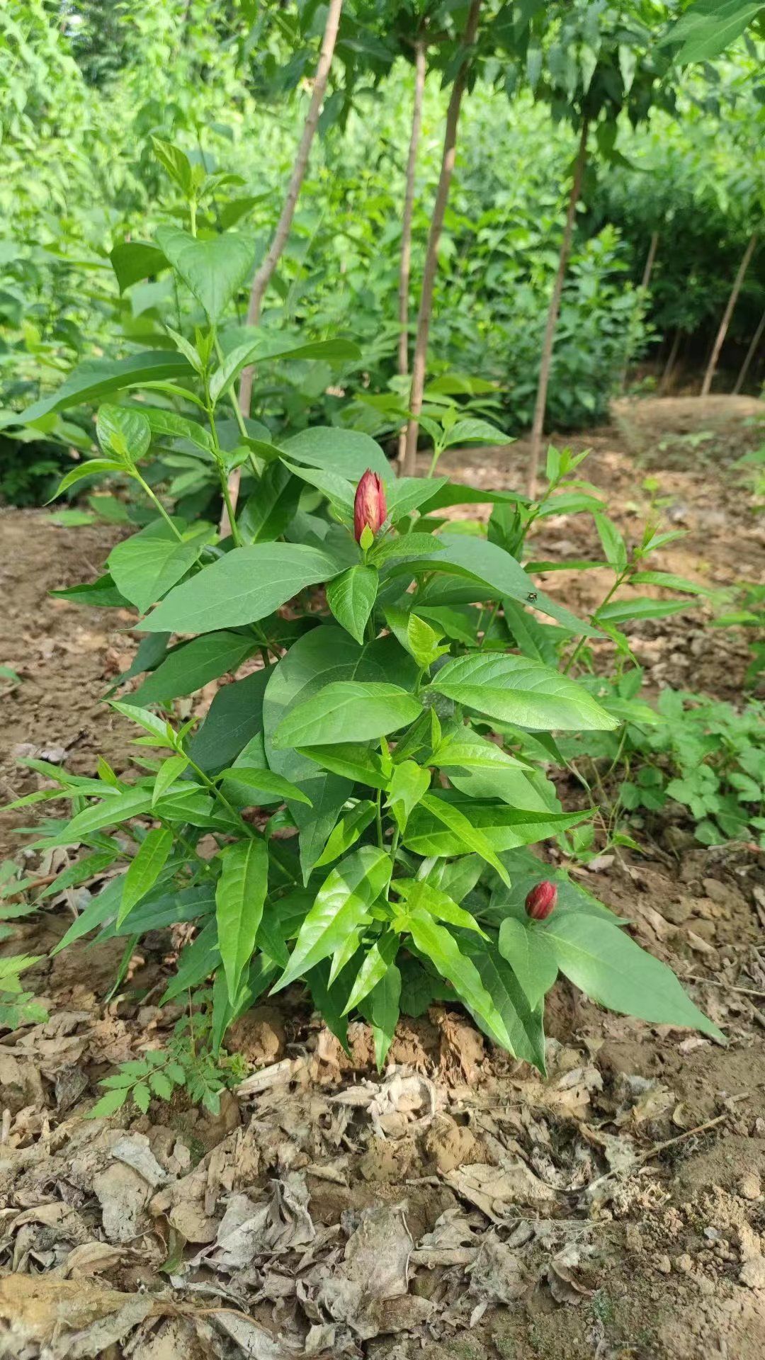 腊梅嫁接3个月之后是什么状态呢?