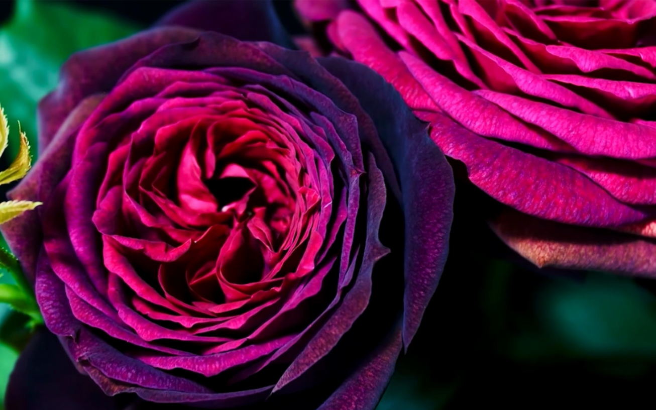 gr01findiana暗夜芬芳狄安娜伯爵夫人科尔德斯月季