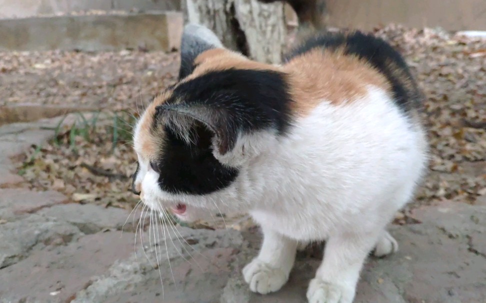 路边的三花猫