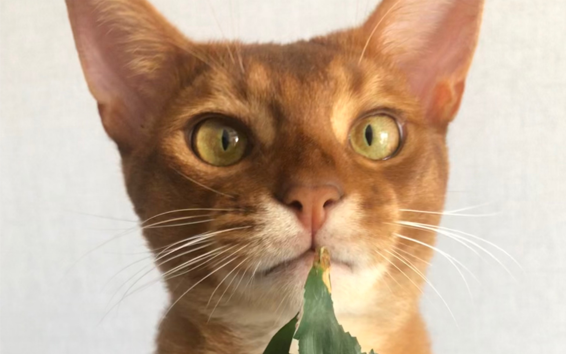 阿尔卑斯猫呼叫人类起床珍贵视频