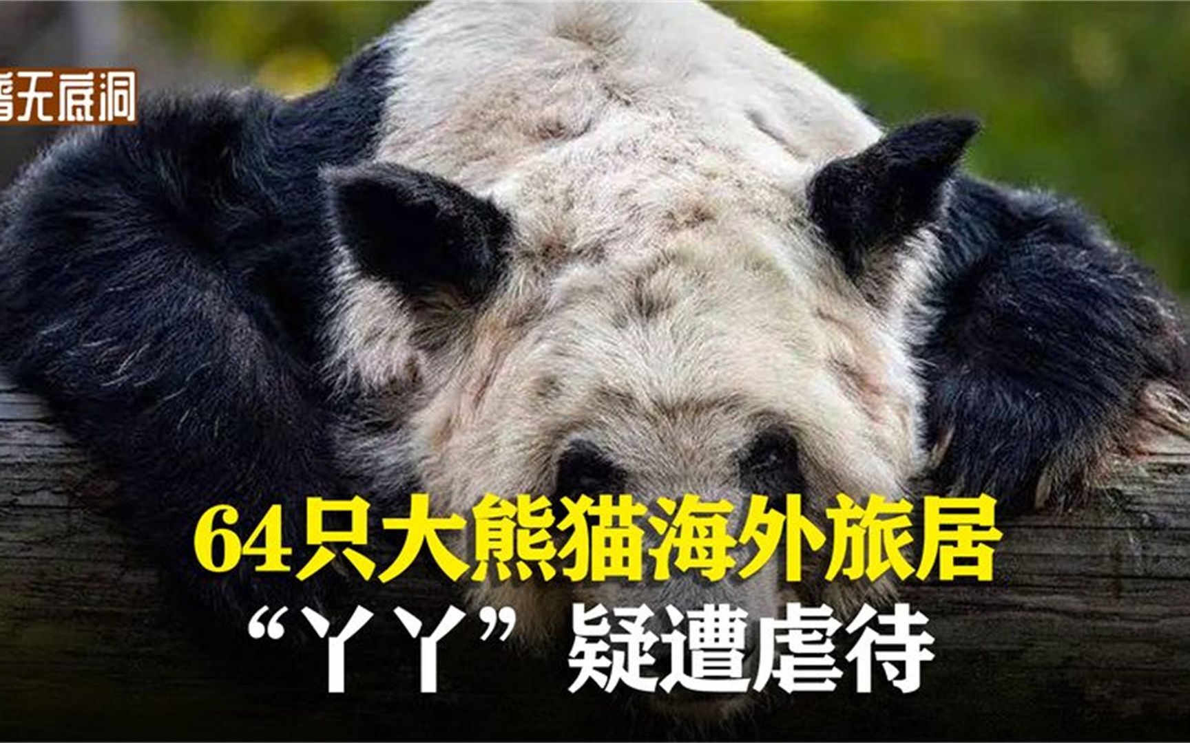 国外为什么要租大熊猫