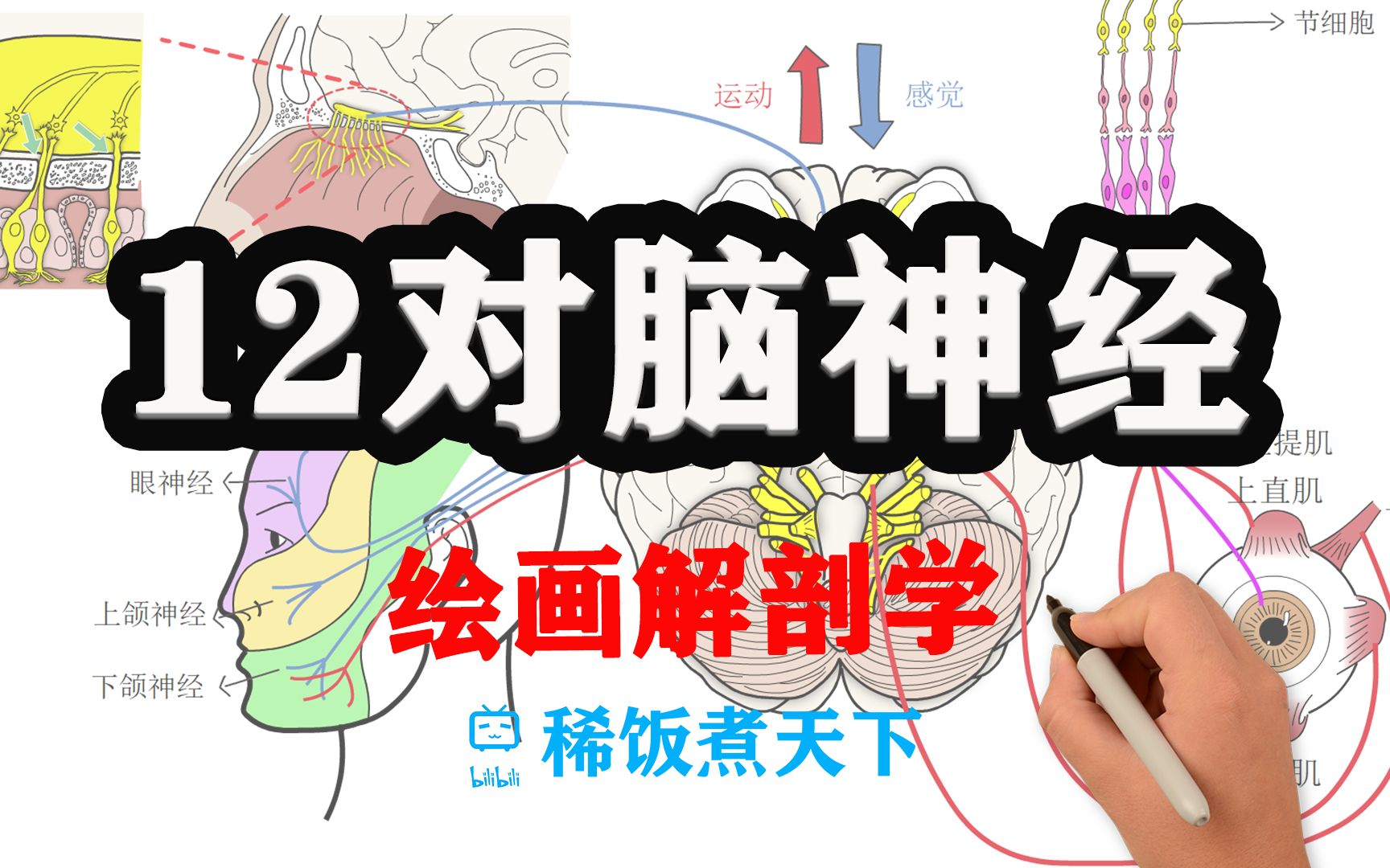 [图]【绘画解剖学 神经】12对脑神经（上）