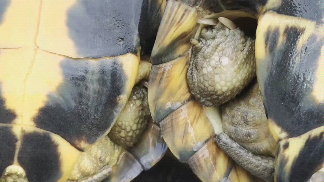 3条大青种龟母,品相如图,共4.7斤,打包价仅售400元[色][色]