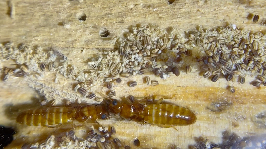 养了八个月连颗蛋都没看到的云南新白蚁_哔哩哔哩_bilibili