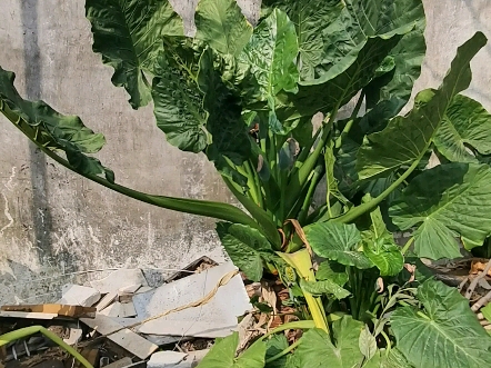 学名:海芋;又称:滴水观音,霸王芋头,全株有毒!