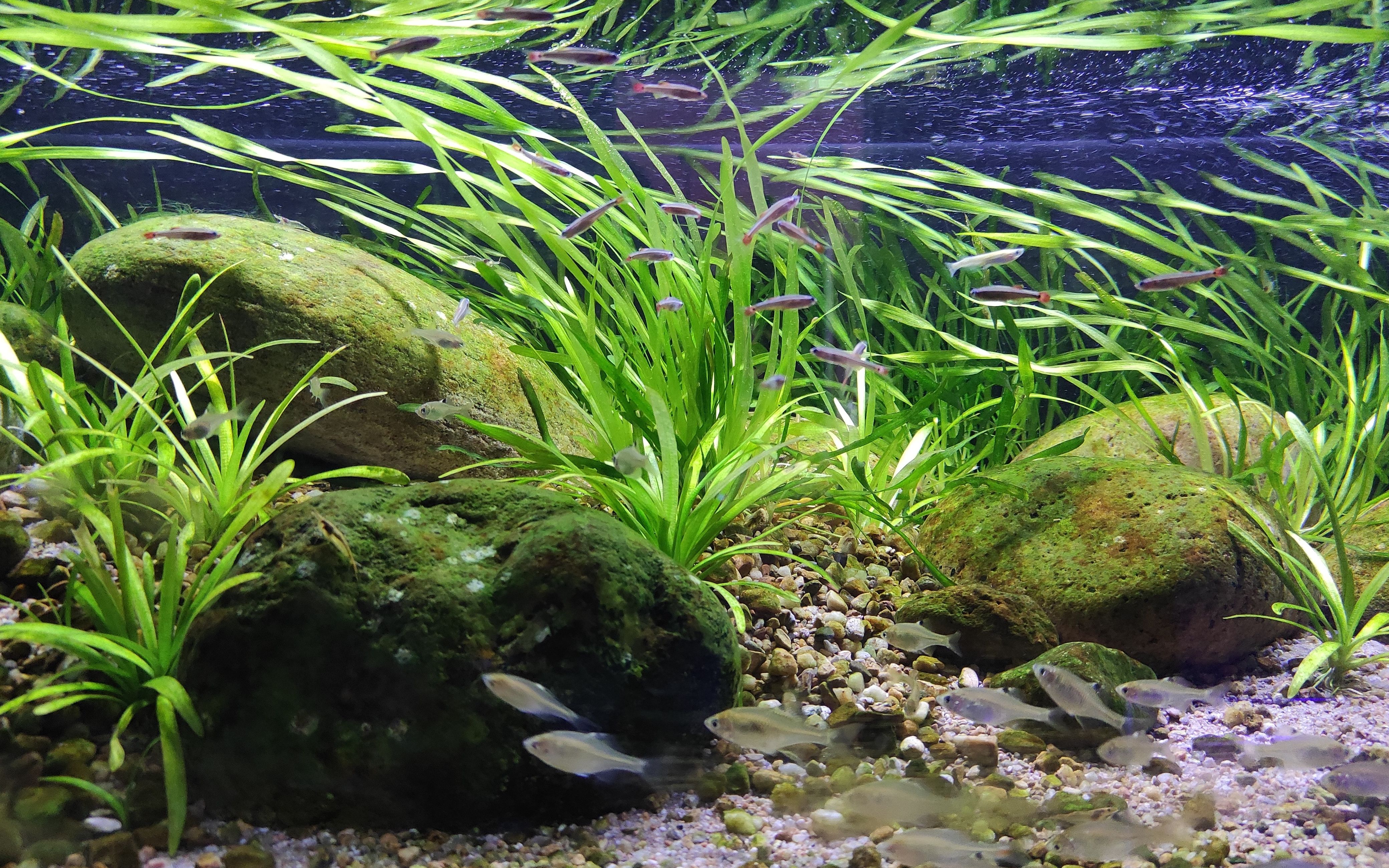 原生缸新宠白云金丝