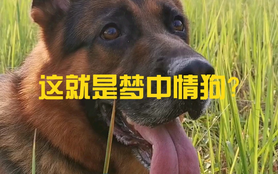 德牧不就是梦中情狗喽