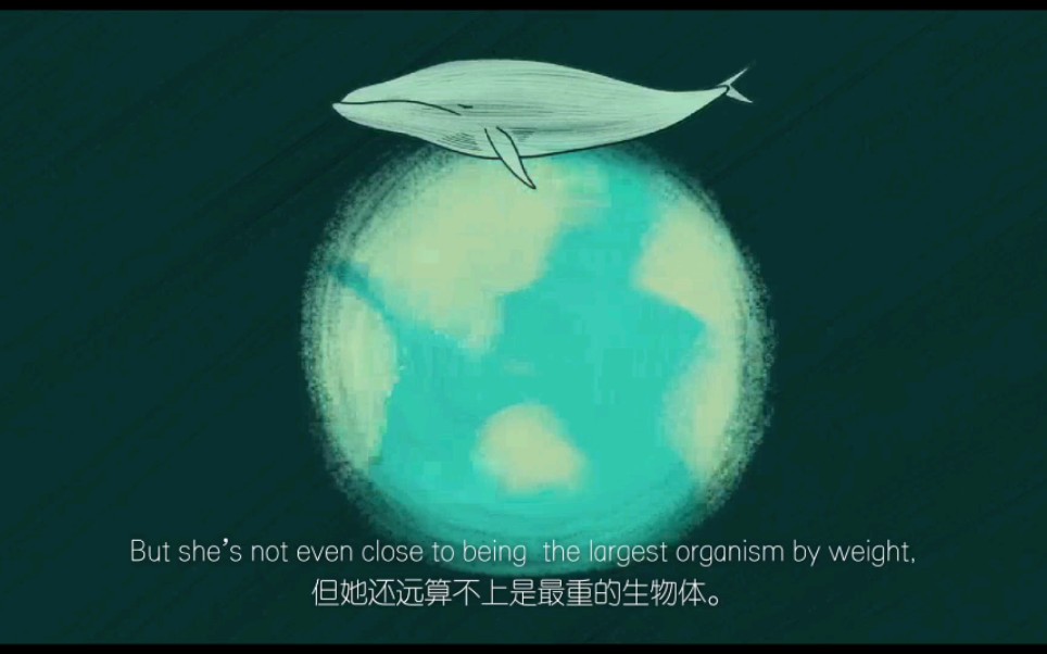 [图]【TED_Ed知识课堂】世界上最大的生物Theworld’slargest organism