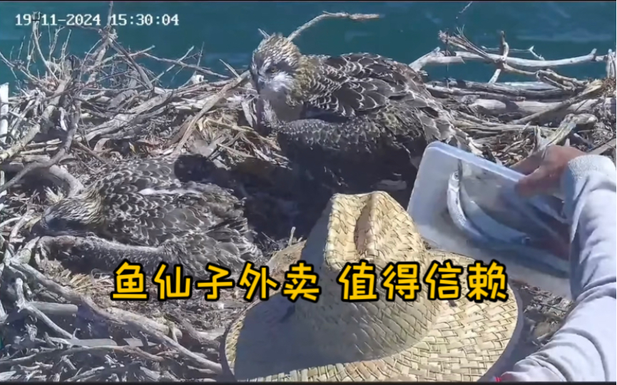 大宝直面仙子并试图使出小鸡扇巴掌攻击(2024.11.19)