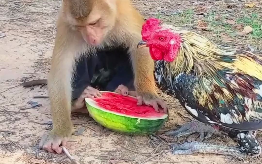 猴哥和鸡哥